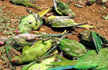 Over 1,500 birds perish in heavy rain in Karnataka